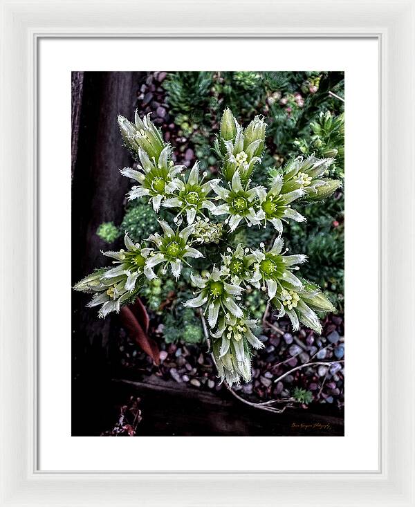 Green and white - Framed Print