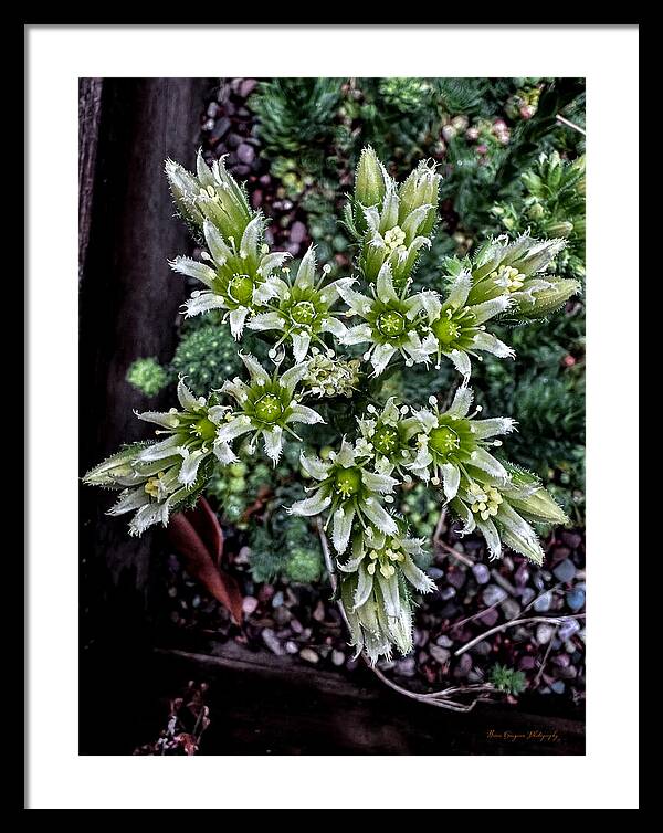 Green and white - Framed Print