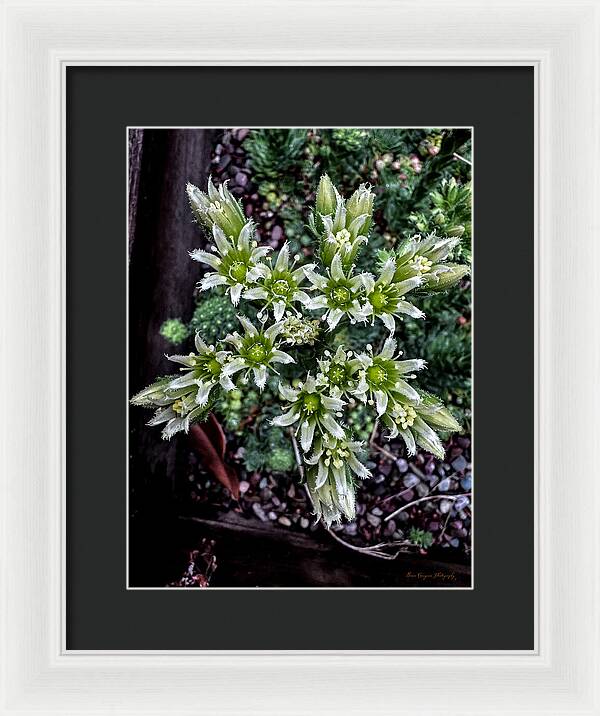Green and white - Framed Print