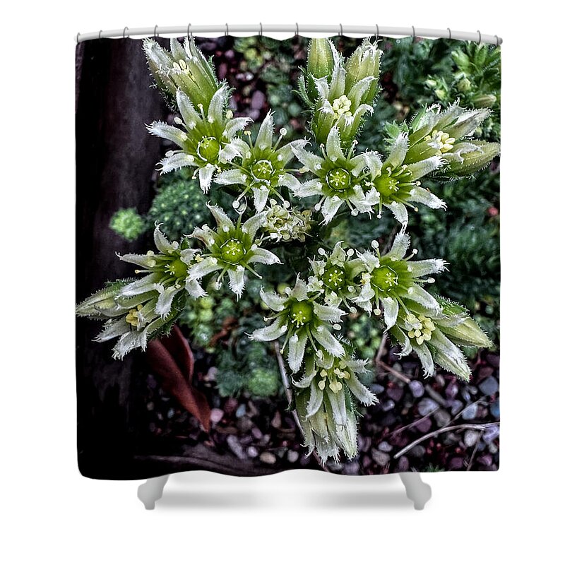 Green and white - Shower Curtain