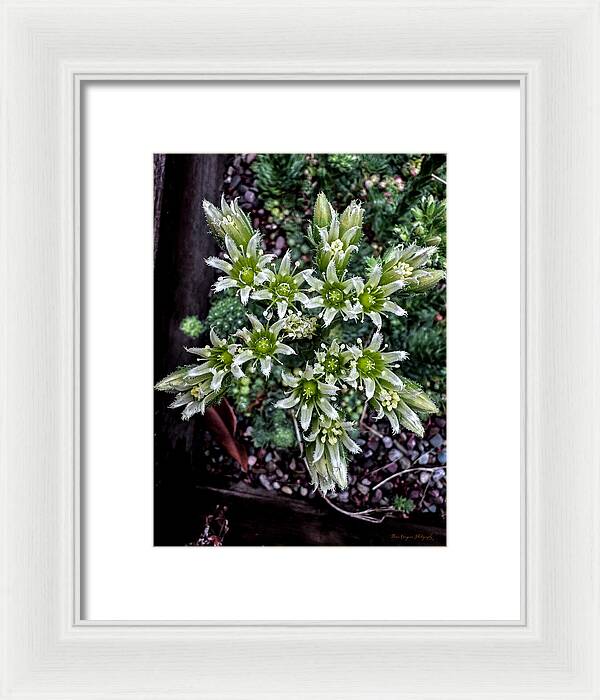 Green and white - Framed Print