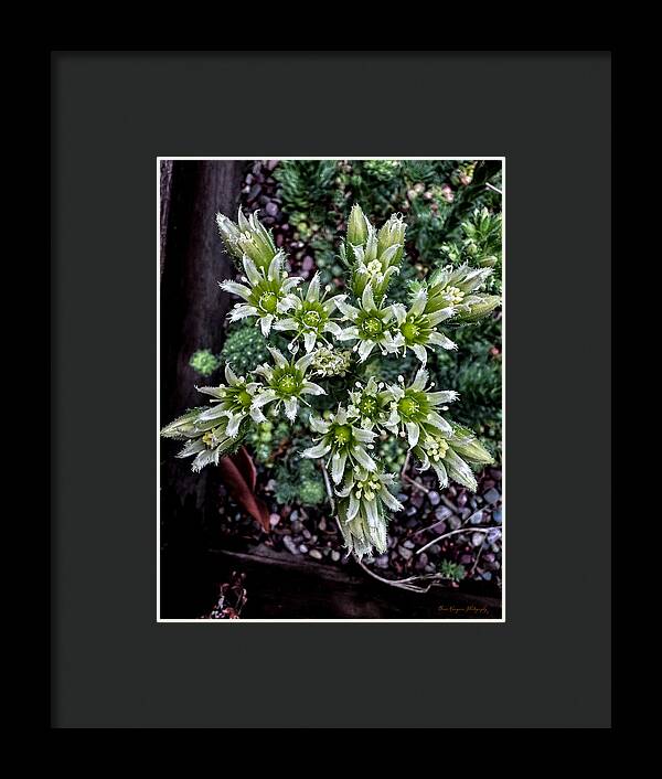 Green and white - Framed Print