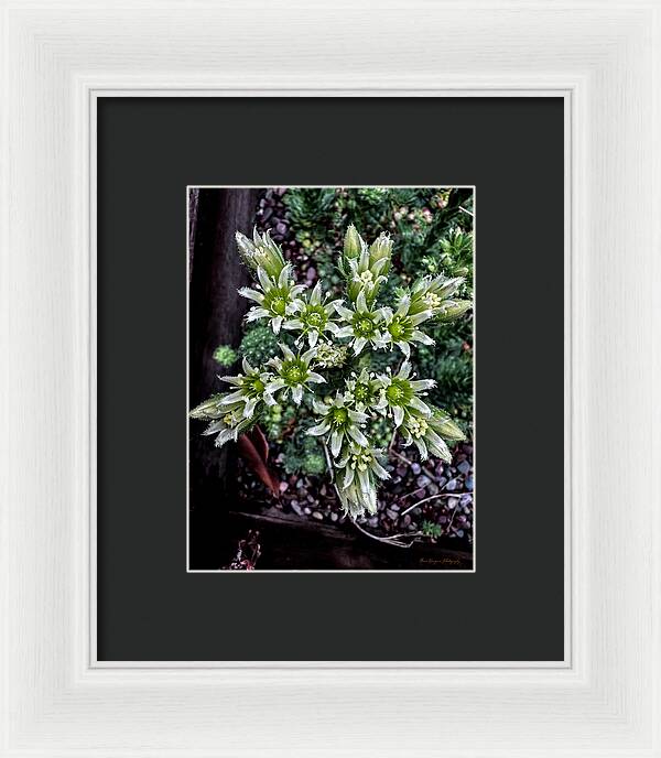 Green and white - Framed Print