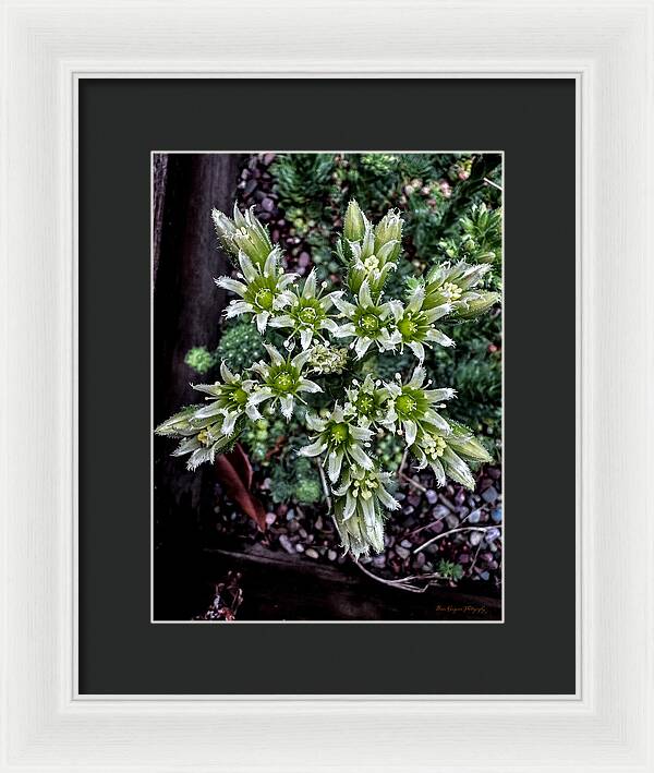 Green and white - Framed Print