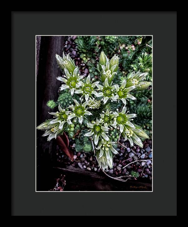 Green and white - Framed Print