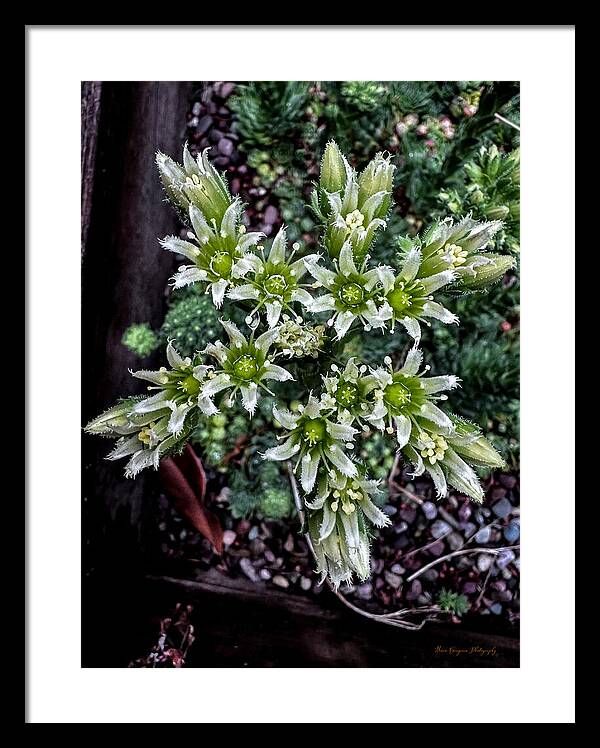 Green and white - Framed Print