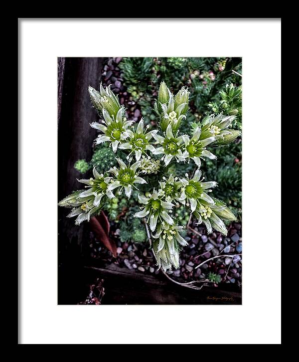 Green and white - Framed Print