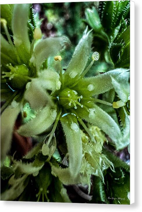 Green bloom - Canvas Print
