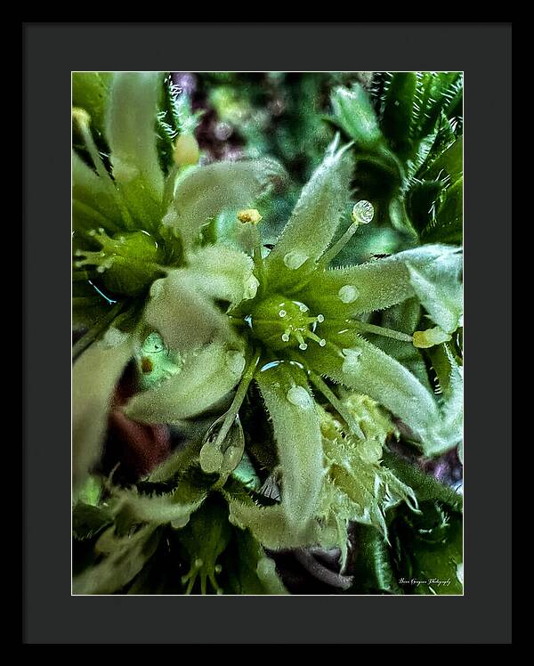 Green bloom - Framed Print