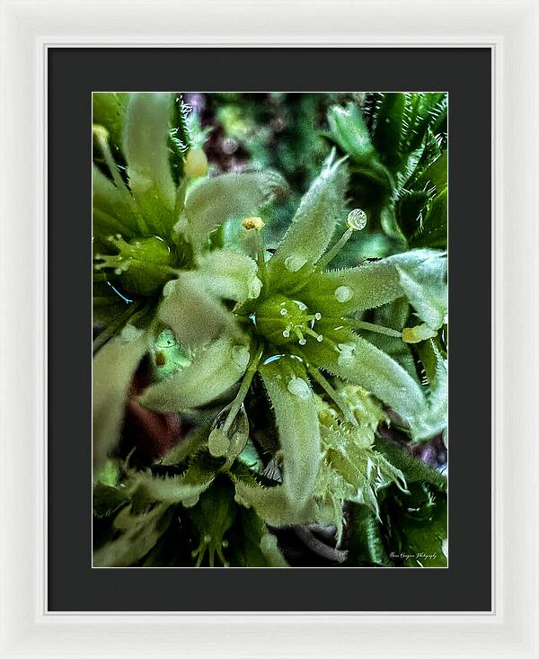 Green bloom - Framed Print