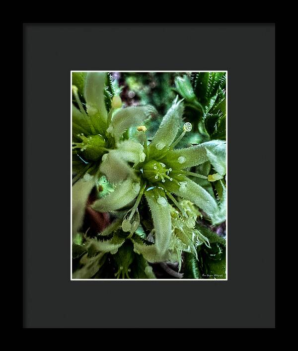 Green bloom - Framed Print