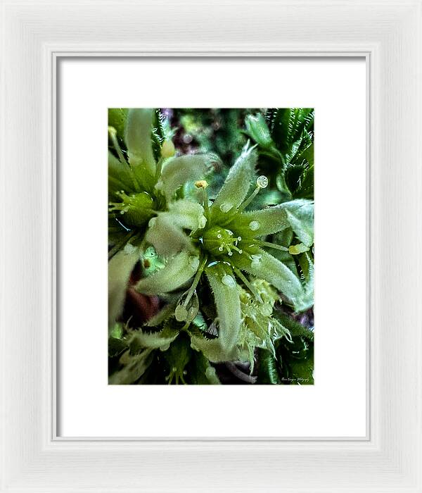 Green bloom - Framed Print
