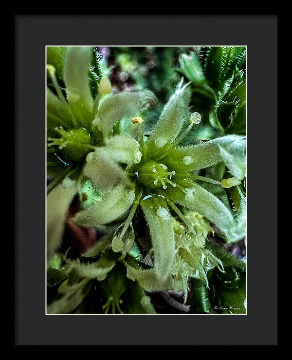 Green bloom - Framed Print