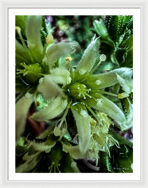 Green bloom - Framed Print