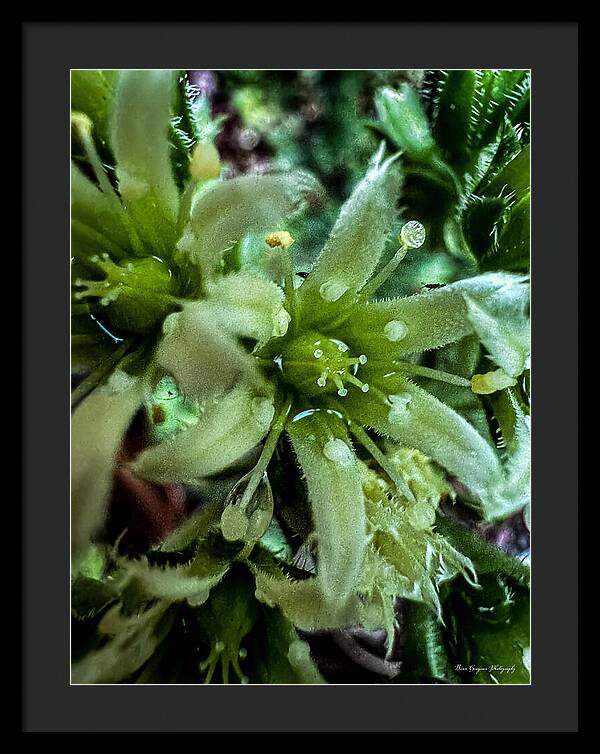 Green bloom - Framed Print