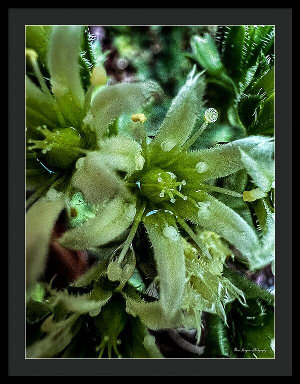 Green bloom - Framed Print