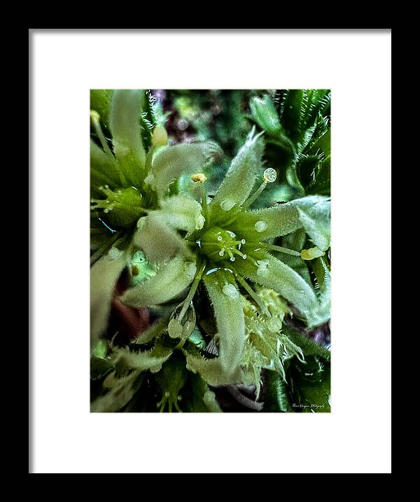 Green bloom - Framed Print