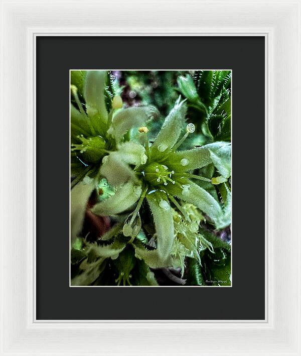 Green bloom - Framed Print