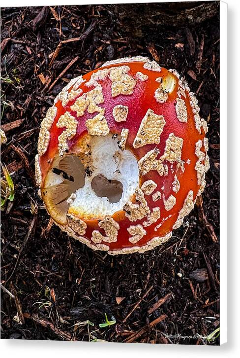 Mushroom 2 - Canvas Print