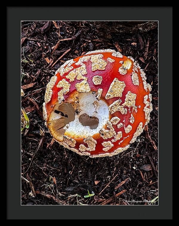 Mushroom 2 - Framed Print