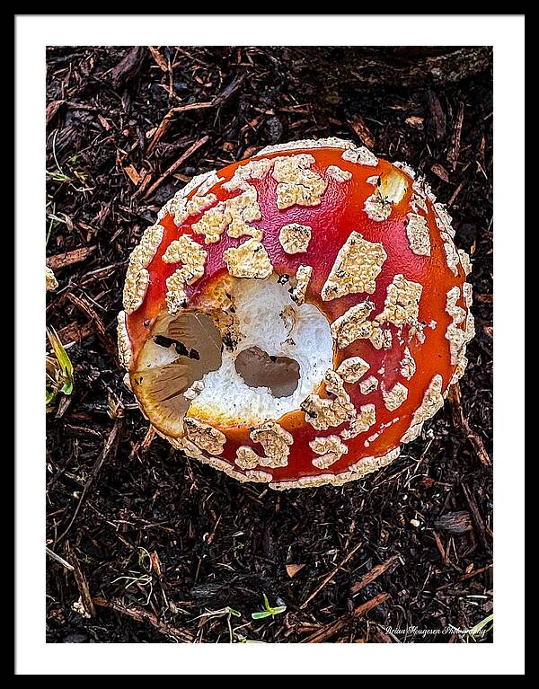 Mushroom 2 - Framed Print