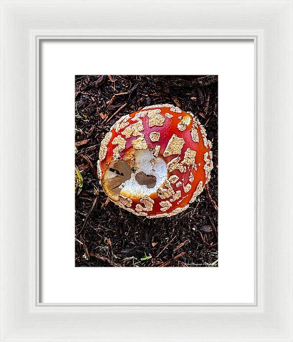 Mushroom 2 - Framed Print