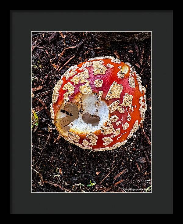 Mushroom 2 - Framed Print