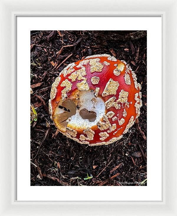 Mushroom 2 - Framed Print