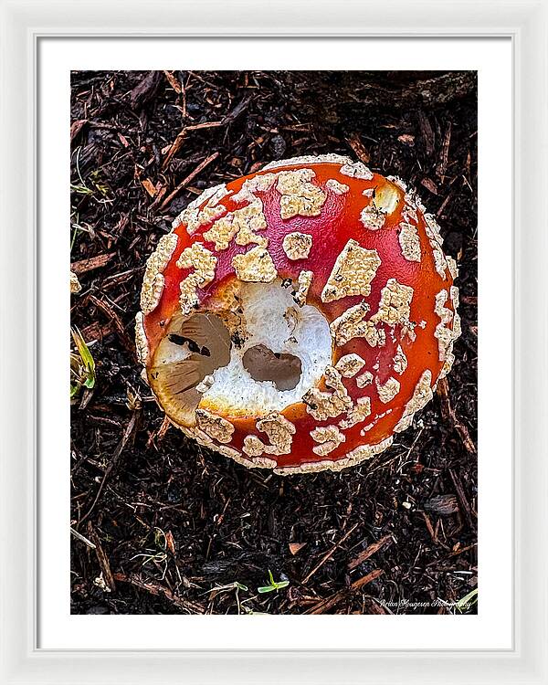 Mushroom 2 - Framed Print