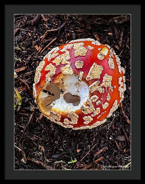Mushroom 2 - Framed Print