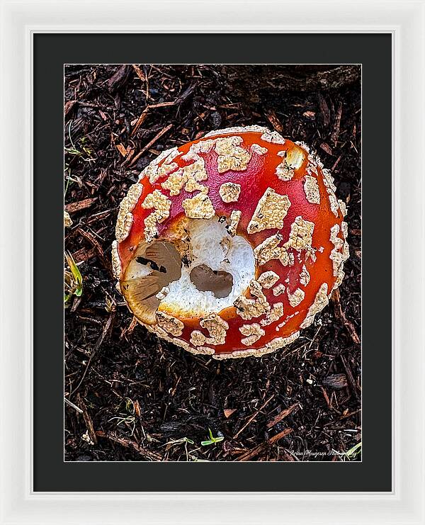 Mushroom 2 - Framed Print