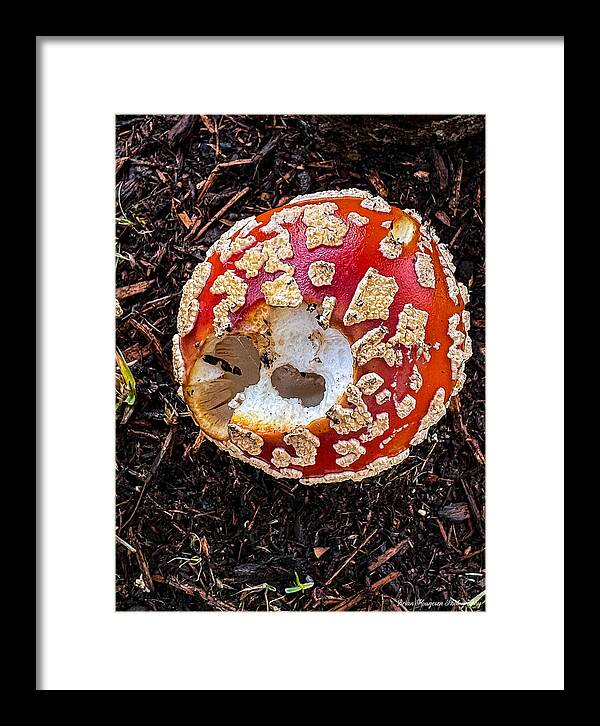 Mushroom 2 - Framed Print