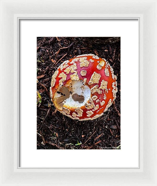 Mushroom 2 - Framed Print