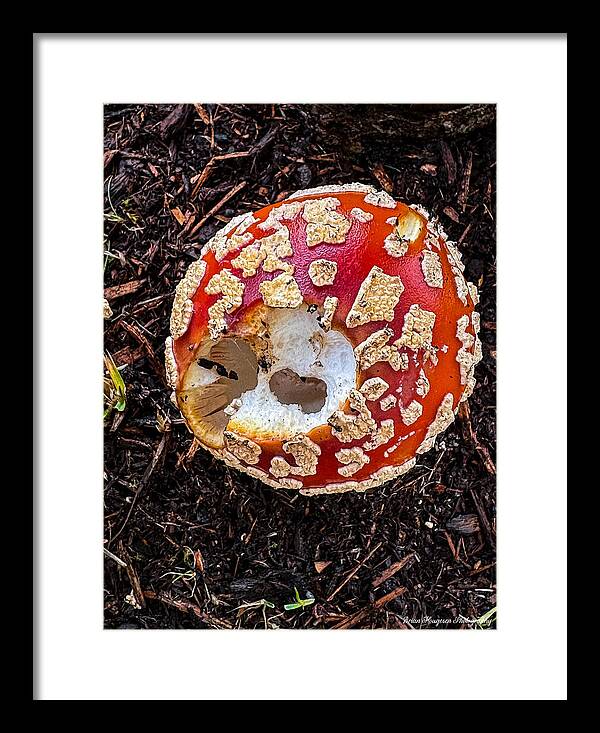 Mushroom 2 - Framed Print