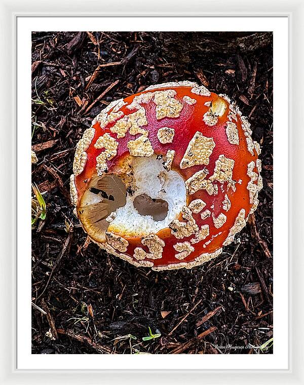 Mushroom 2 - Framed Print