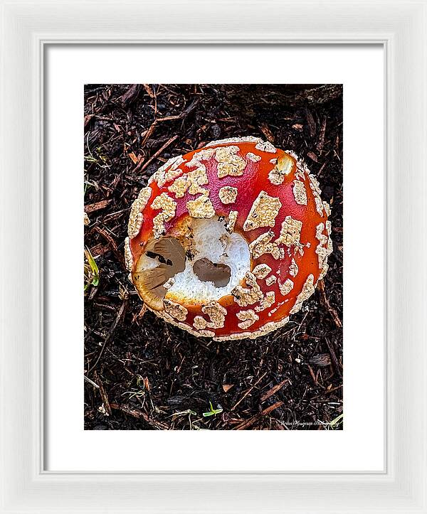 Mushroom 2 - Framed Print