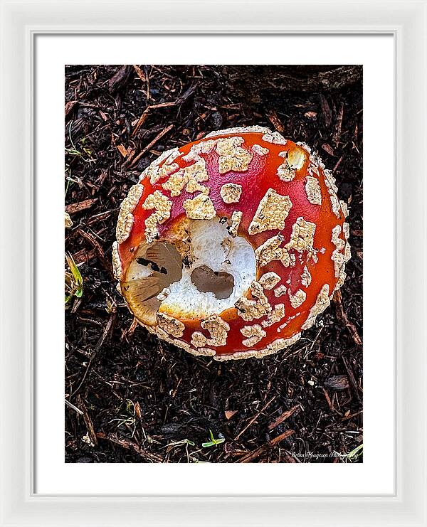 Mushroom 2 - Framed Print