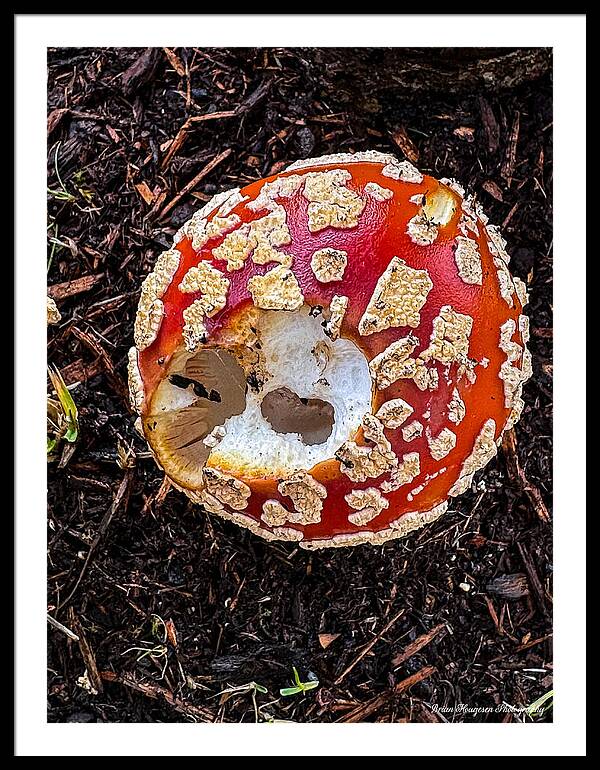 Mushroom 2 - Framed Print
