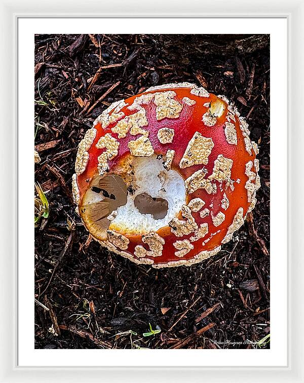 Mushroom 2 - Framed Print
