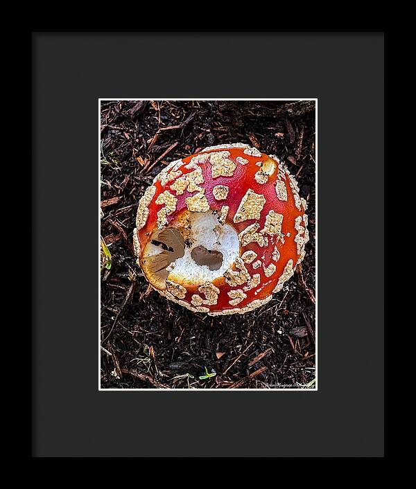 Mushroom 2 - Framed Print