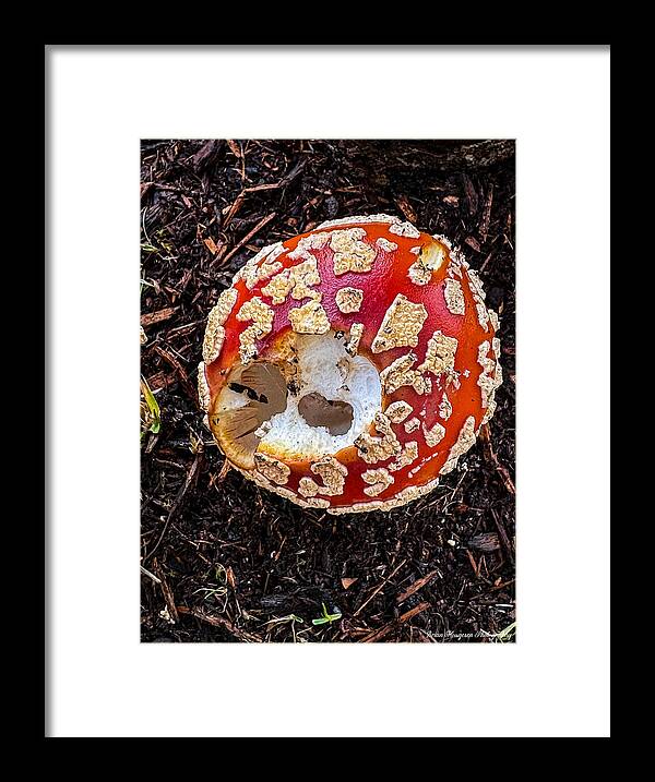 Mushroom 2 - Framed Print