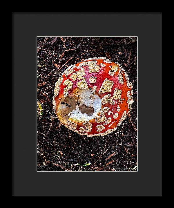 Mushroom 2 - Framed Print