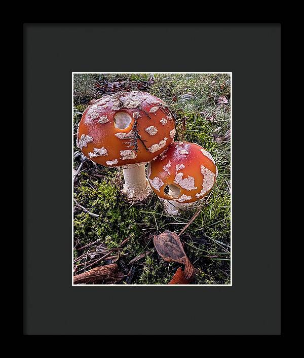 Mushrooms - Framed Print