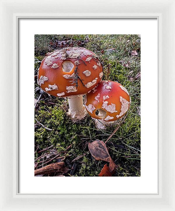 Mushrooms - Framed Print
