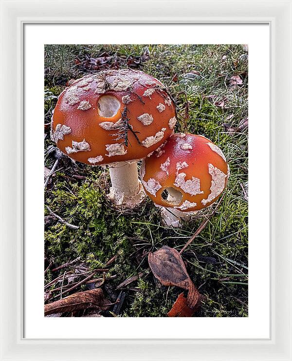 Mushrooms - Framed Print