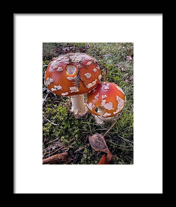 Mushrooms - Framed Print