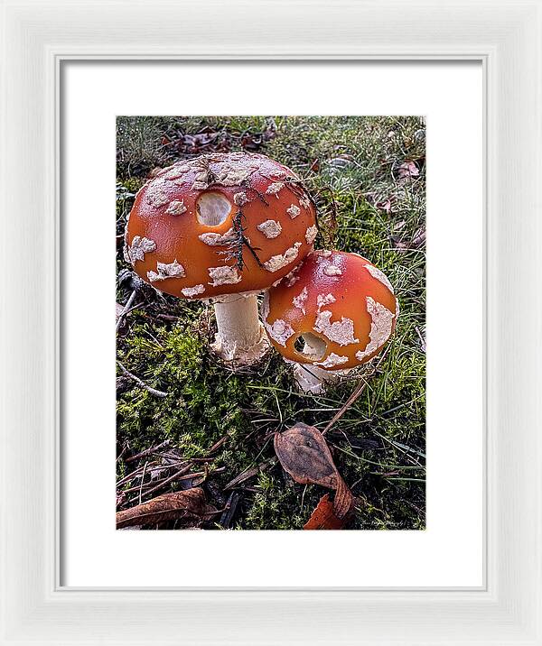 Mushrooms - Framed Print