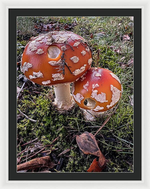 Mushrooms - Framed Print