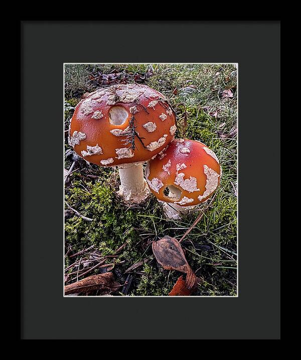 Mushrooms - Framed Print