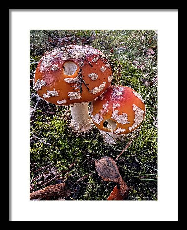 Mushrooms - Framed Print